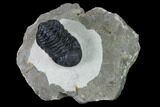 Nice, Austerops Trilobite - Visible Eye Facets #165914-1